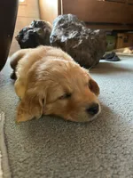 Plum, a female Golden Retriever for sale in Belgrade, MT – 3 of 6