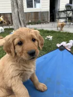 Plum, a female Golden Retriever for sale in Belgrade, MT – 4 of 6