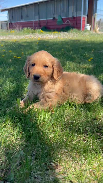 Martin, a male Golden Retriever for sale in Belgrade, MT – 3 of 3