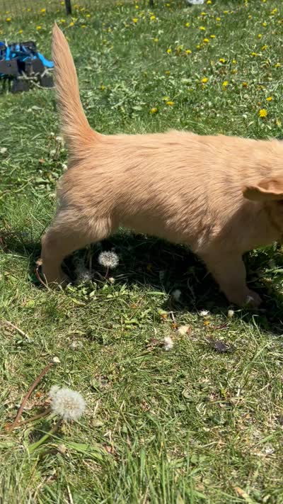 Filson, a male Golden Retriever for sale in Belgrade, MT – 3 of 3