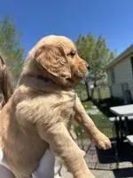Plum, a female Golden Retriever for sale in Belgrade, MT – 6 of 6