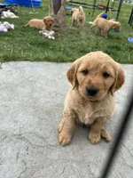 Martin, a male Golden Retriever for sale in Belgrade, MT – 2 of 3