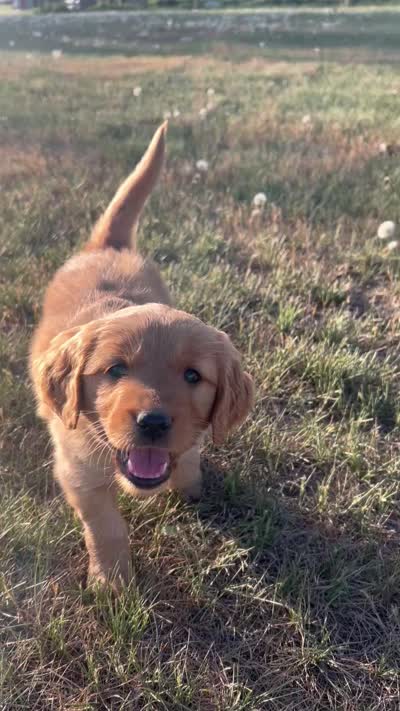 Strawberry , a female Golden Retriever for sale in Belgrade, MT – 5 of 5