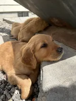 Strawberry , a female Golden Retriever for sale in Belgrade, MT – 3 of 5