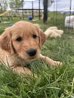 Strawberry , a female Golden Retriever for sale in Belgrade, MT – 4 of 5