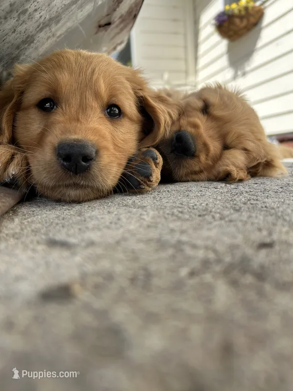 Filson – Golden Retriever puppy for sale in Belgrade, MT