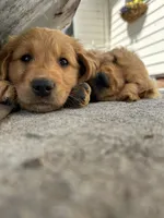 Filson, a male Golden Retriever for sale in Belgrade, MT – 1 of 3
