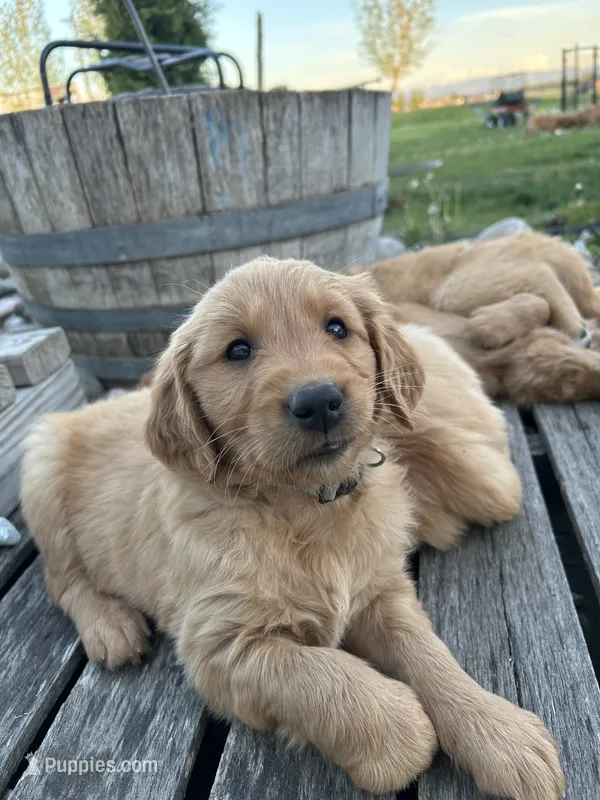 Martin – Golden Retriever puppy for sale in Belgrade, MT
