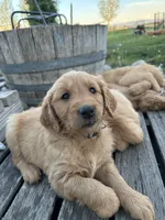 Martin, a male Golden Retriever for sale in Belgrade, MT – 1 of 3