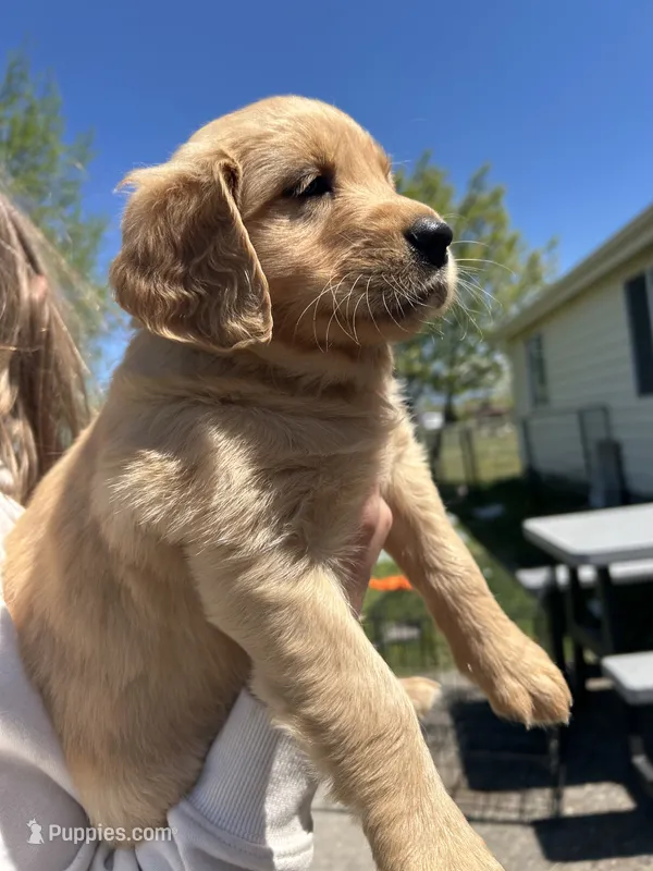 Plum – Golden Retriever puppy for sale in Belgrade, MT