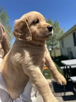 Plum, a female Golden Retriever for sale in Belgrade, MT – 1 of 6