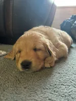 Plum, a female Golden Retriever for sale in Belgrade, MT – 2 of 6