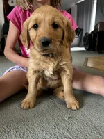 Strawberry , a female Golden Retriever for sale in Belgrade, MT – 2 of 5