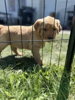Filson, a male Golden Retriever for sale in Belgrade, MT – 2 of 3