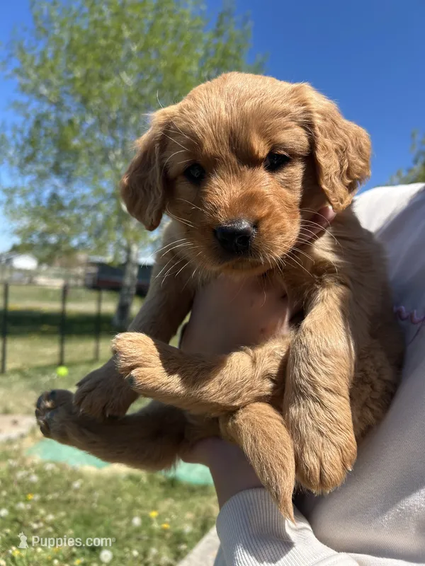 Strawberry  – Golden Retriever puppy for sale in Belgrade, MT