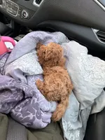 Wilbur, a male Poodle - Toy  for sale in Raleigh, NC – 2 of 4