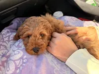 Wilbur, a male Poodle - Toy  for sale in Raleigh, NC – 3 of 4