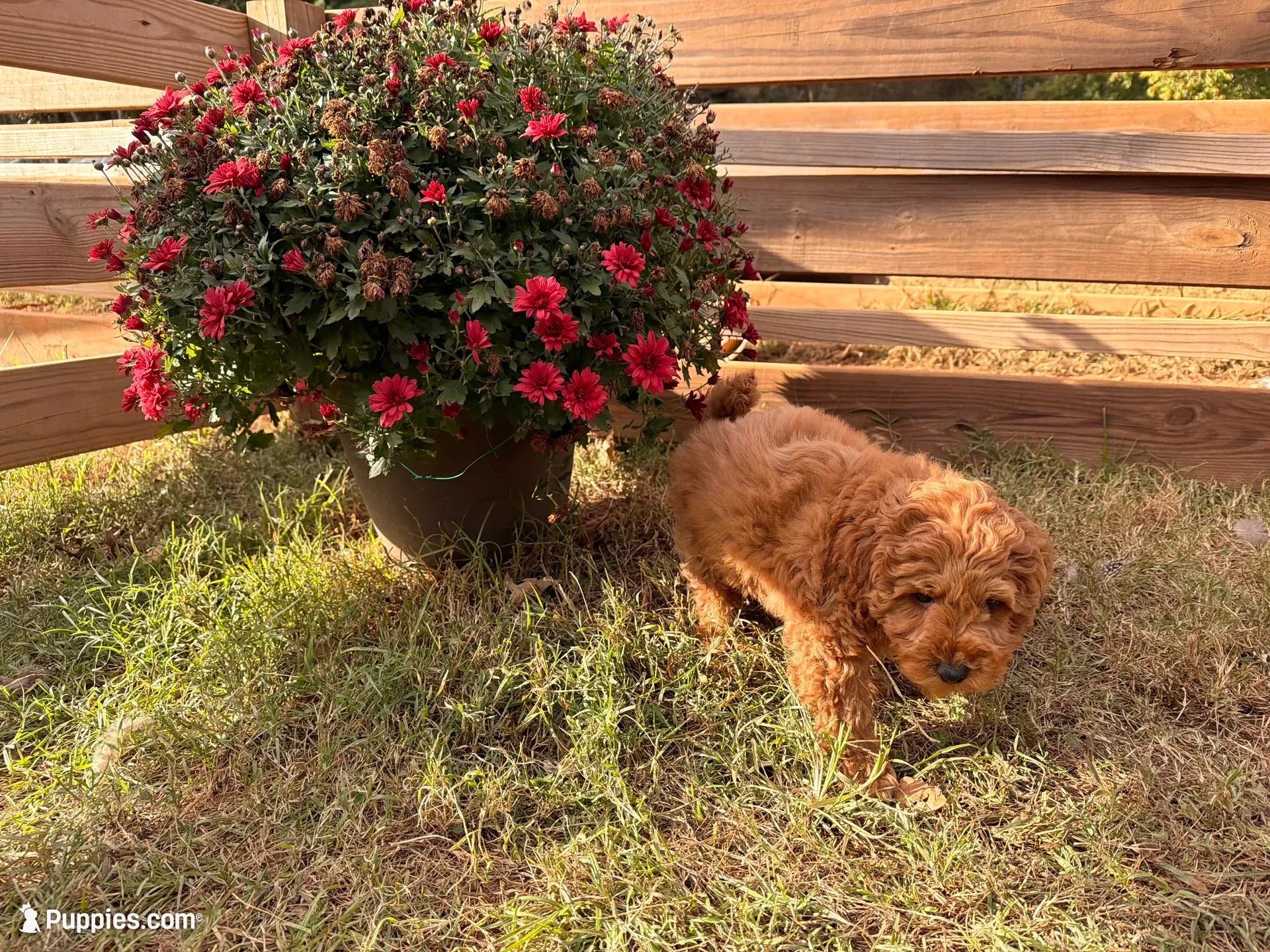 Wilbur, a male Poodle - Toy  for sale in Raleigh, NC – 1 of 4