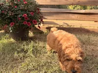 Wilbur, a male Poodle - Toy  for sale in Raleigh, NC – 4 of 4