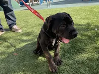 Wessen, a  Mastador for sale in Santa Ana, CA – Photo 5 of 10