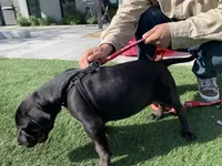 Wessen, a  Mastador for sale in Santa Ana, CA – Photo 9 of 10