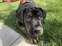 Wessen, a  Mastador for sale in Santa Ana, CA – Photo 2 of 10