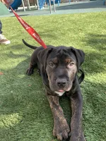 Wessen, a  Mastador for sale in Santa Ana, CA – Photo 8 of 10