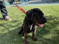 Wessen, a  Mastador for sale in Santa Ana, CA – Photo 7 of 10