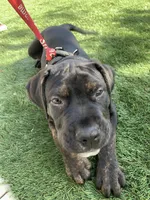 Wessen, a  Mastador for sale in Santa Ana, CA – Photo 3 of 10