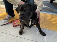 Wessen, a  Mastador for sale in Santa Ana, CA – Photo 1 of 10