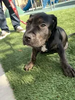 Wessen, a  Mastador for sale in Santa Ana, CA – Photo 6 of 10
