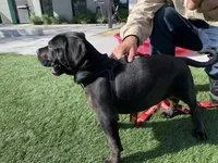 Wessen, a  Mastador for sale in Santa Ana, CA – Photo 4 of 10
