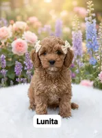 Lunita, a female Cockapoo for sale in Dunn, NC – 1 of 1