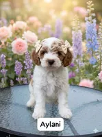Aylani, a female Cockapoo for sale in Dunn, NC – 1 of 1