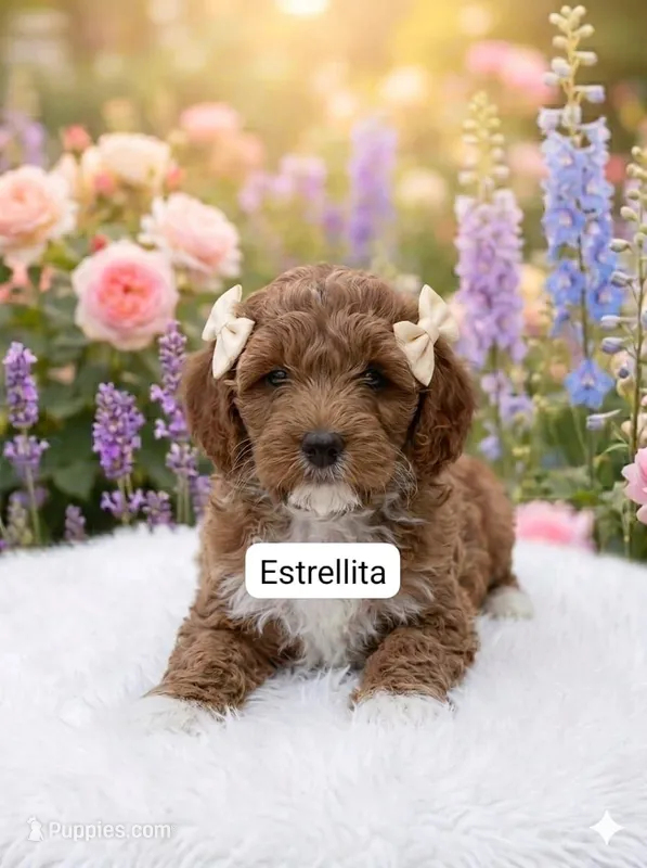 Estrellita – Cockapoo puppy for sale in Dunn, NC
