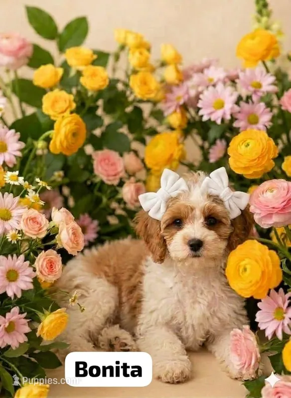 Bonita – Cockapoo puppy for sale in Dunn, NC