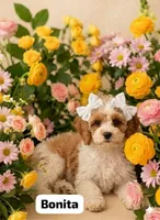 Bonita, a female Cockapoo for sale in Dunn, NC – 1 of 1