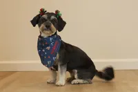 Piper, a female Morkie for sale in Washington, DC – Photo 2 of 2