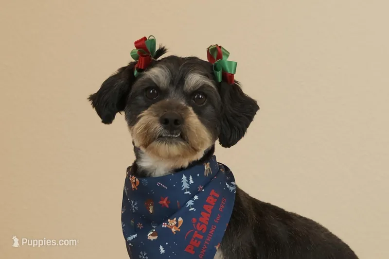 Piper, a female Morkie for sale in Washington, DC – Photo 1 of 2