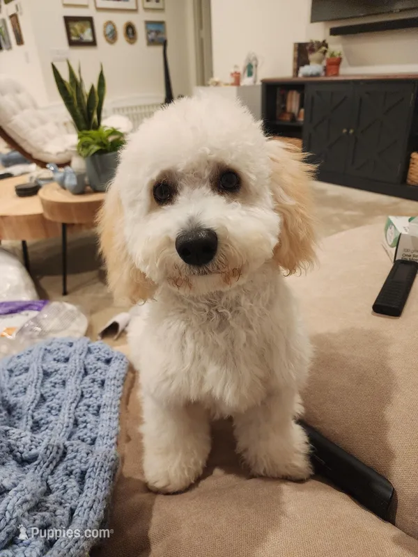 Leo, a male Maltipoo for sale in Washington, DC – Photo 1 of 3