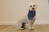 Leo, a male Maltipoo for sale in Washington, DC – Photo 3 of 3