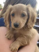 Lover Boy, a male Miniature Dachshund for sale in Boerne, TX – Photo 5 of 7