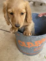 Lover Boy, a male Miniature Dachshund for sale in Boerne, TX – Photo 7 of 7