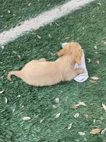 Lover Boy, a male Miniature Dachshund for sale in Boerne, TX – Photo 4 of 7