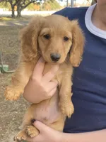 Lover Boy, a male Miniature Dachshund for sale in Boerne, TX – Photo 6 of 7