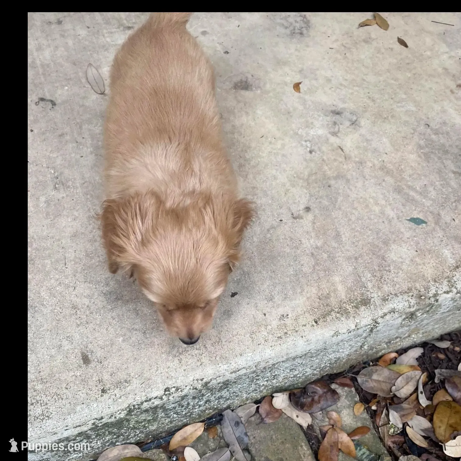 Lover Boy, a male Miniature Dachshund for sale in Boerne, TX – Photo 3 of 7