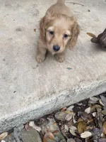 Lover Boy, a male Miniature Dachshund for sale in Boerne, TX – Photo 2 of 7