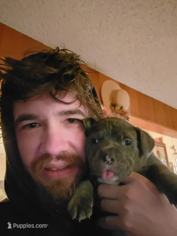 U name  – American Pit Bull Terrier puppy for sale in Anchorage, AK