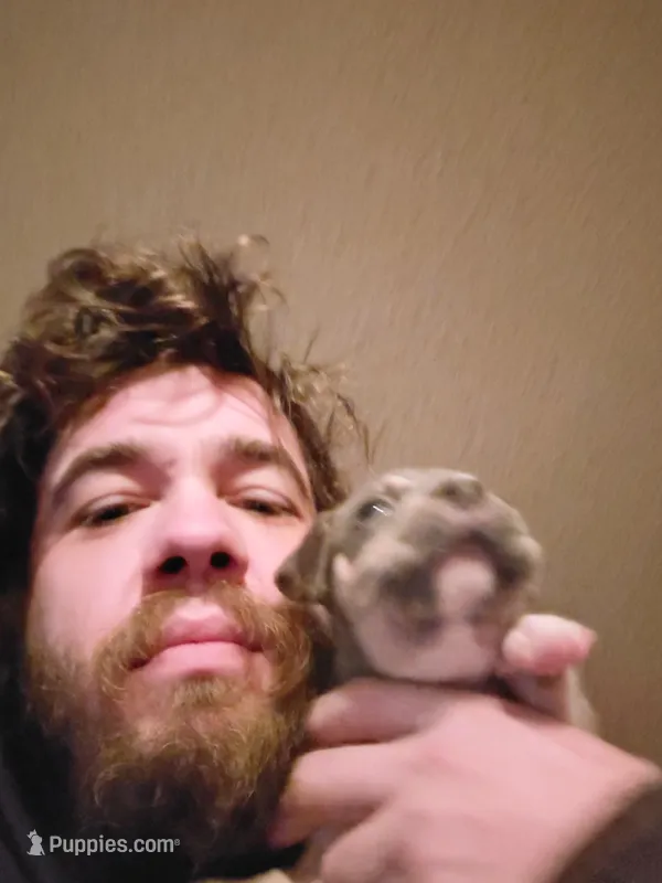 U name  – American Pit Bull Terrier puppy for sale in Anchorage, AK