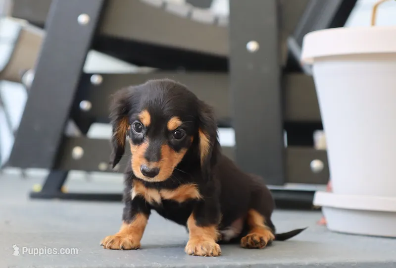 Karter – Dachshund puppy for sale in Fresno, OH